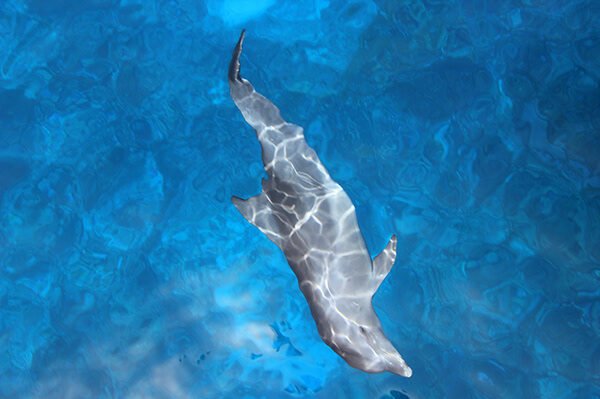 Dolphin House 10cef3159417887.639df1fa278d2